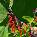 Salvia coccinea 'Forest Fire' (3)